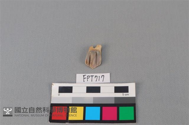 鹿骨藏品圖，第1張