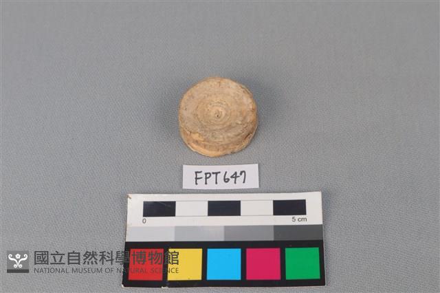 鯊魚骨藏品圖，第1張