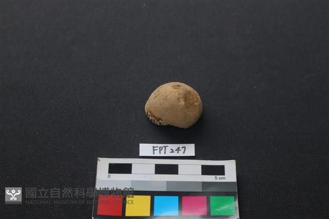 哺乳類動物骨藏品圖，第1張