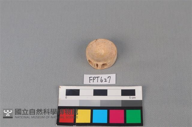 鯊魚骨藏品圖，第1張