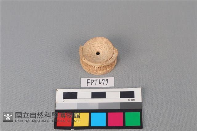 鯊魚骨藏品圖，第1張