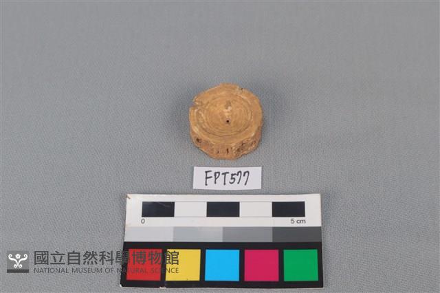 鯊魚骨藏品圖，第1張
