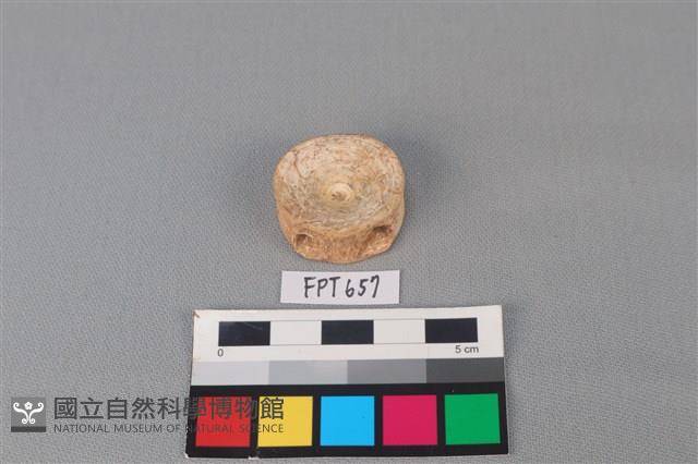 鯊魚骨藏品圖，第1張