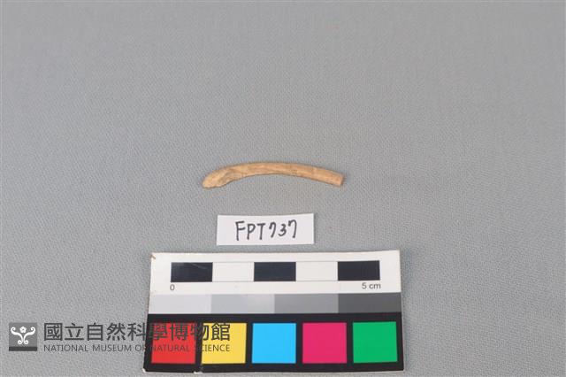 動物骨藏品圖，第1張
