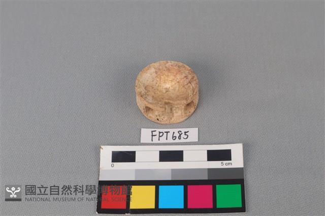 鯊魚骨藏品圖，第1張