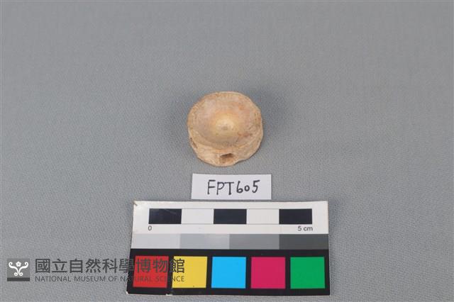 鯊魚骨藏品圖，第1張
