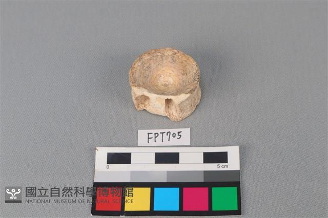 鯊魚骨藏品圖，第1張