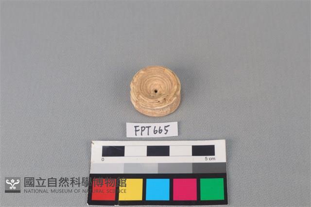 鯊魚骨藏品圖，第1張