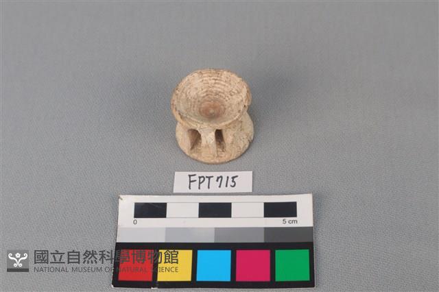 鯊魚骨藏品圖，第1張