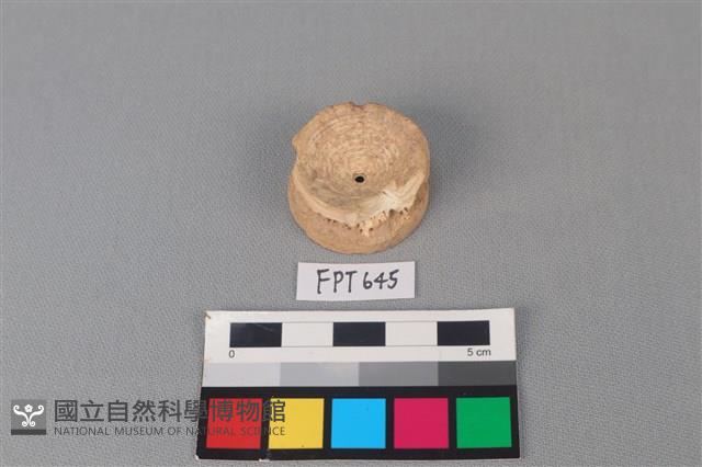 鯊魚骨藏品圖，第1張