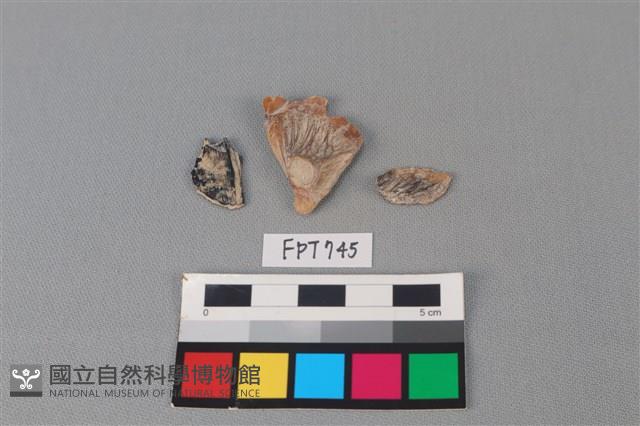 魚骨藏品圖，第1張