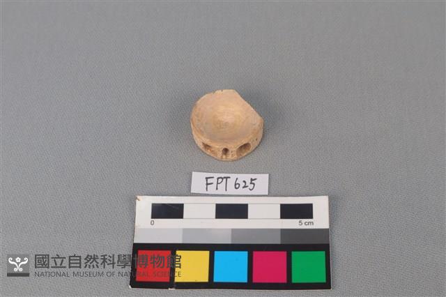 鯊魚骨藏品圖，第1張