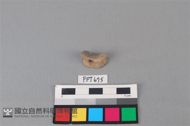 鯊魚骨藏品圖，第1張