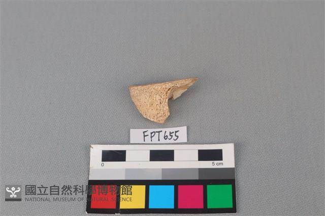 鯊魚骨藏品圖，第1張