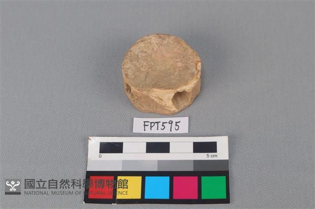 鯊魚骨藏品圖，第1張