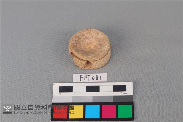 鯊魚骨藏品圖，第1張