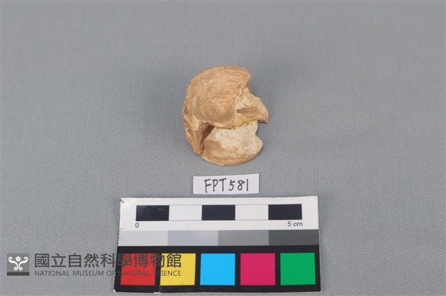 鯊魚骨藏品圖，第1張
