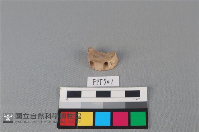 鯊魚骨藏品圖，第1張
