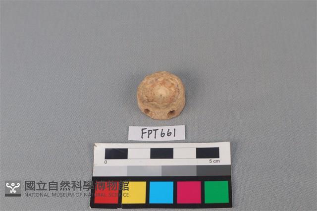 鯊魚骨藏品圖，第1張