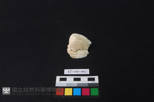 貝刮器藏品圖，第1張