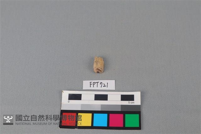鹿骨藏品圖，第1張