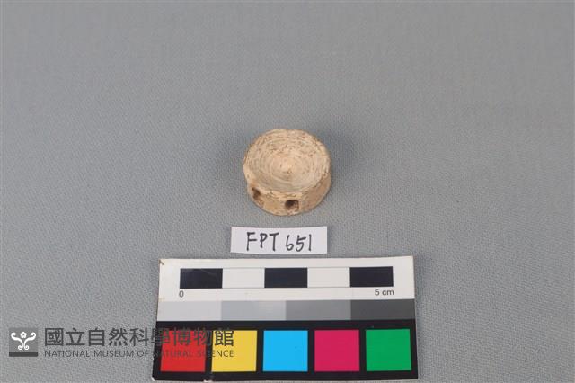 鯊魚骨藏品圖，第1張
