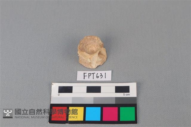 鯊魚骨藏品圖，第1張
