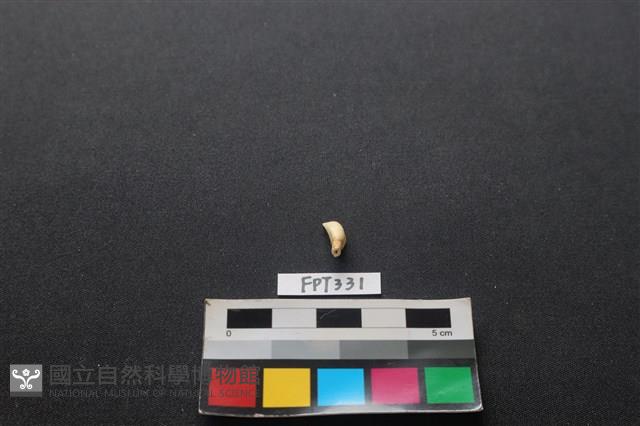 鹿骨藏品圖，第1張