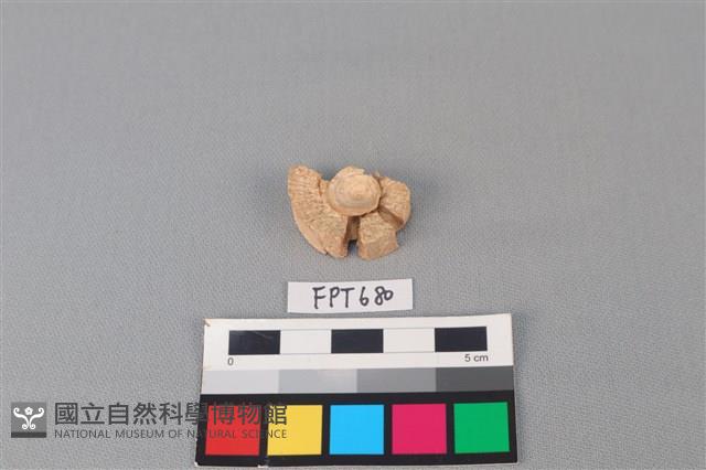 鯊魚骨藏品圖，第1張