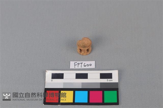 鯊魚骨藏品圖，第1張