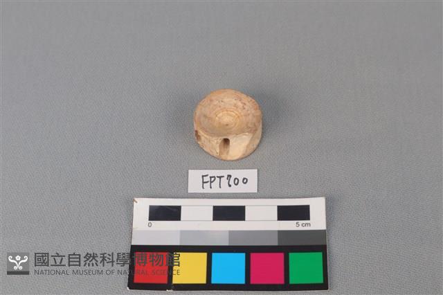 鯊魚骨藏品圖，第1張