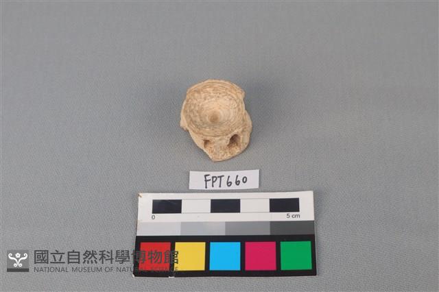鯊魚骨藏品圖，第1張