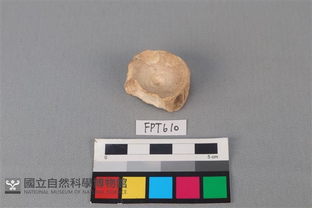 鯊魚骨藏品圖，第1張