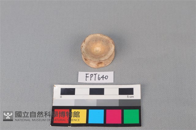 鯊魚骨藏品圖，第1張