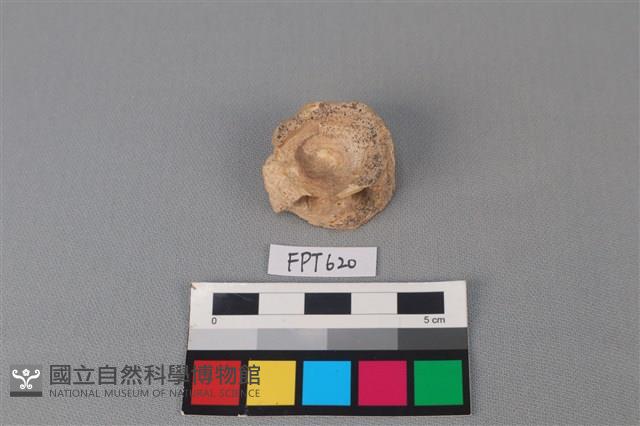 鯊魚骨藏品圖，第1張