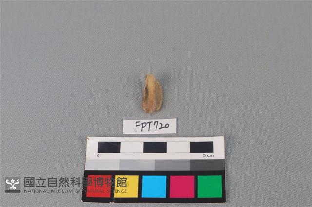 鹿骨藏品圖，第1張