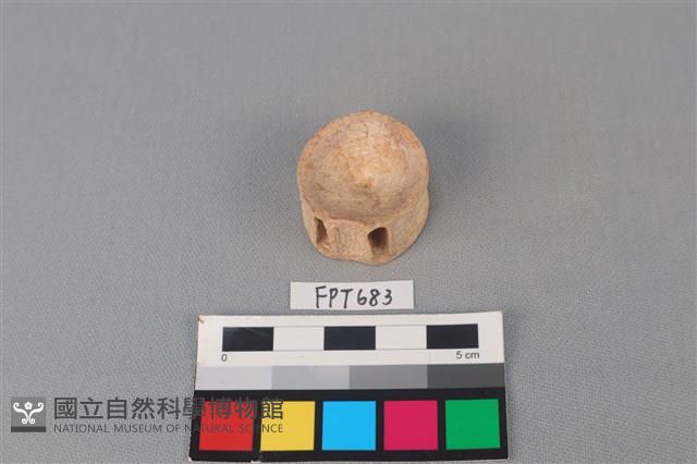 鯊魚骨藏品圖，第1張