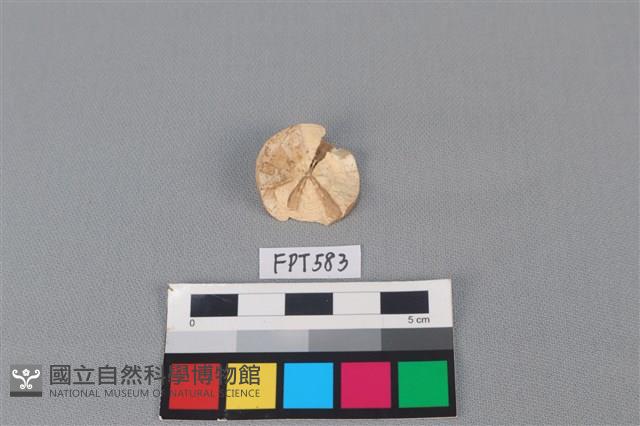 鯊魚骨藏品圖，第1張