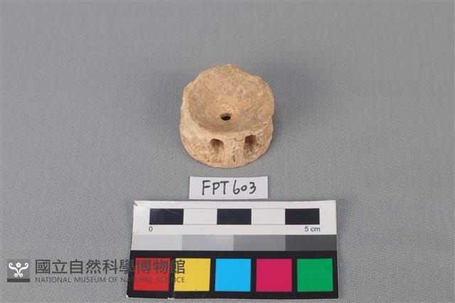 鯊魚骨藏品圖，第1張