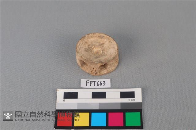 鯊魚骨藏品圖，第1張