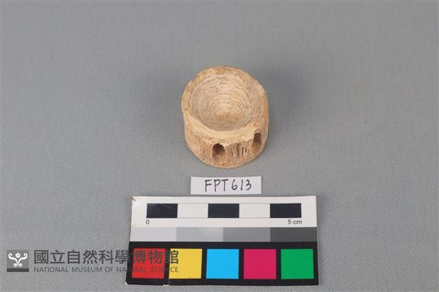 鯊魚骨藏品圖，第1張
