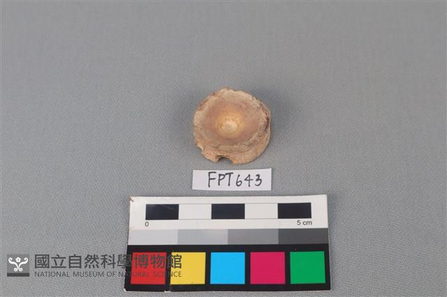 鯊魚骨藏品圖，第1張