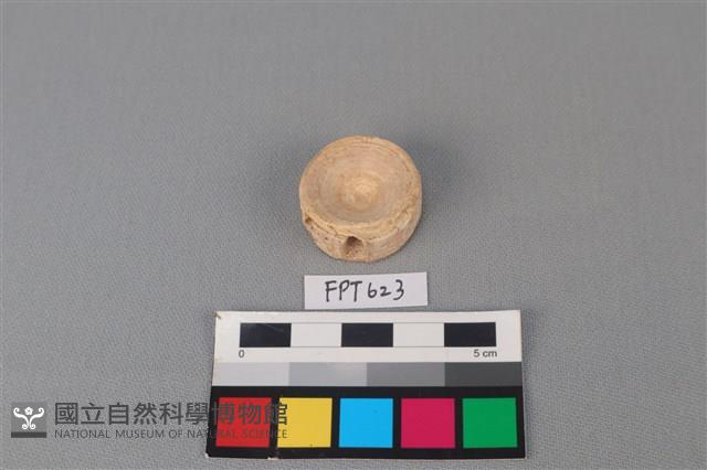鯊魚骨藏品圖，第1張