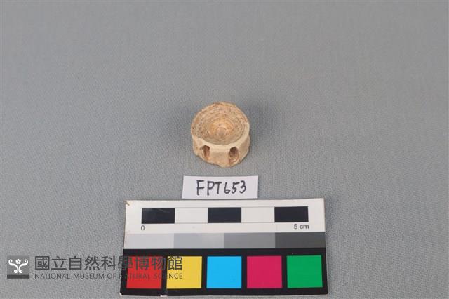 鯊魚骨藏品圖，第1張