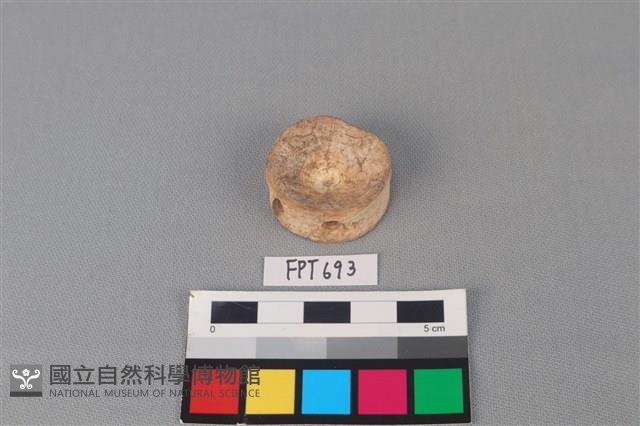 鯊魚骨藏品圖，第1張