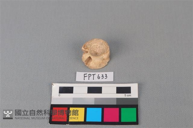 鯊魚骨藏品圖，第1張