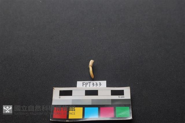 鹿骨藏品圖，第1張