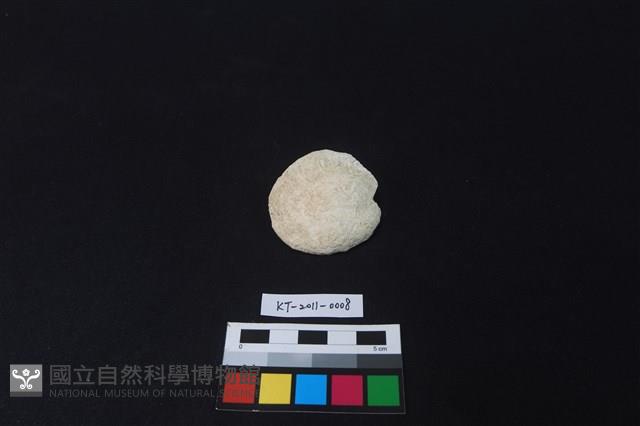 貝刮器藏品圖，第1張
