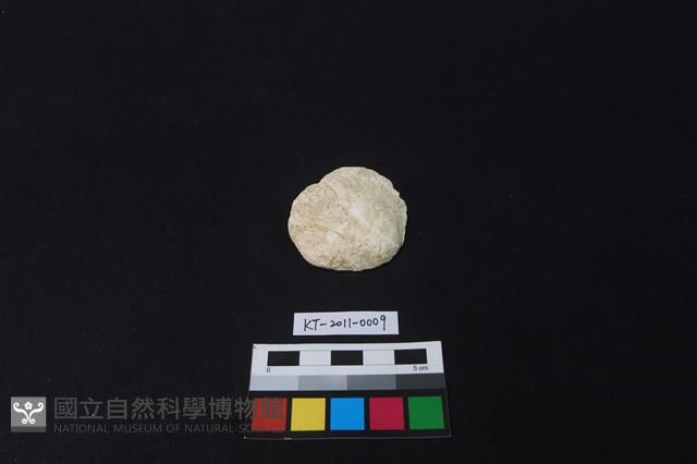 貝刮器藏品圖，第1張