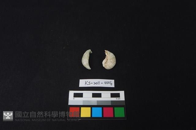 貝殼藏品圖，第1張